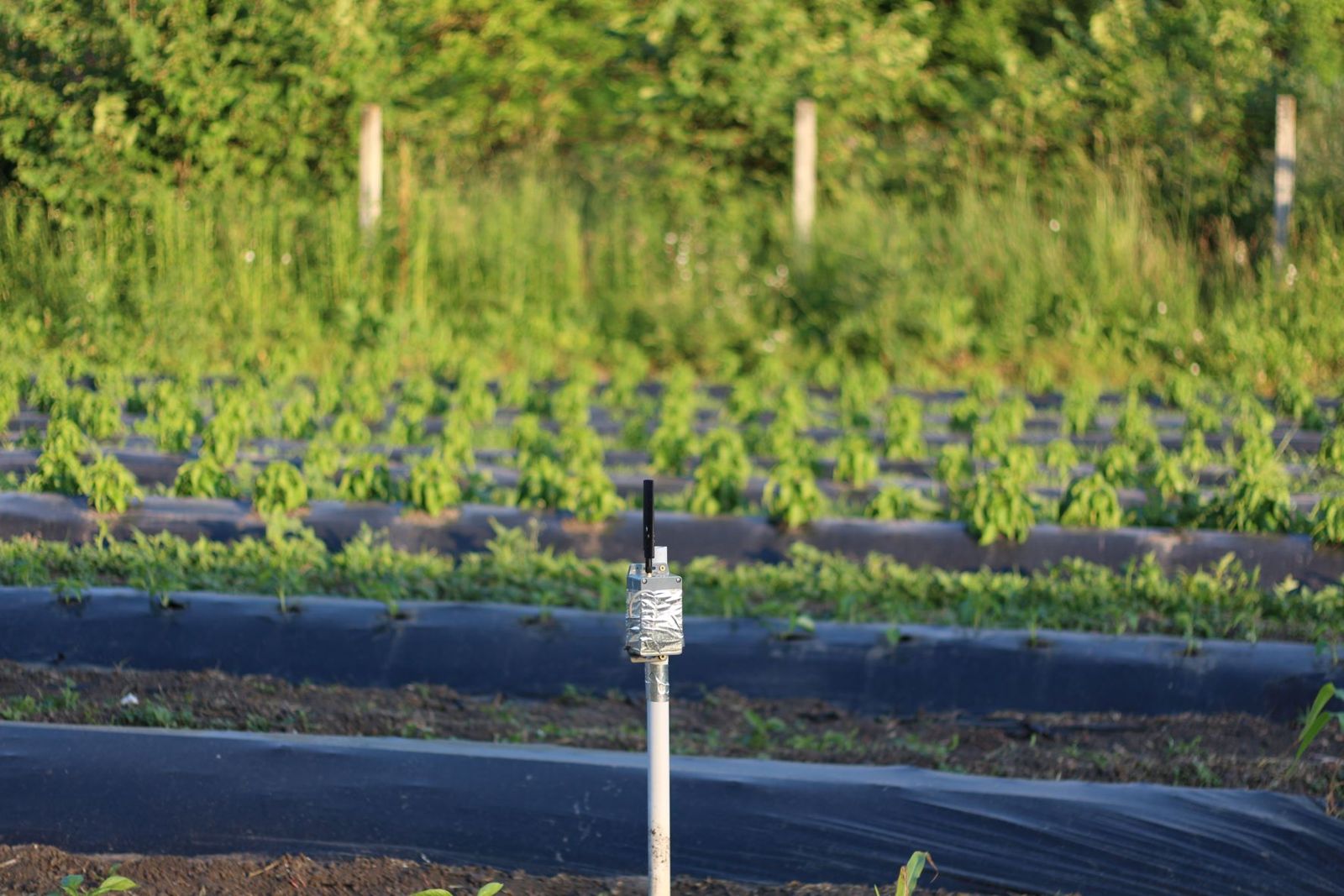 LoRaWAN talajszonda
